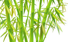 chinese_bamboo