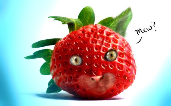 cat strawberry cat strawberry