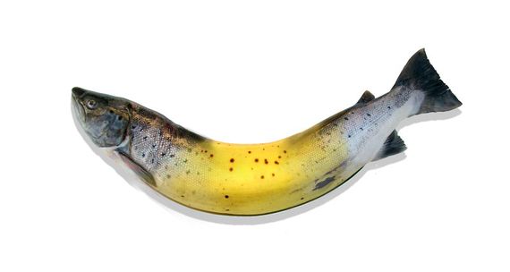 Banana_Salmon Banana_Salmon