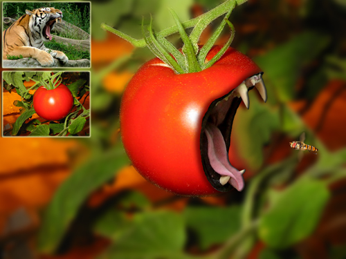 tomato eating bee tomato eating bee