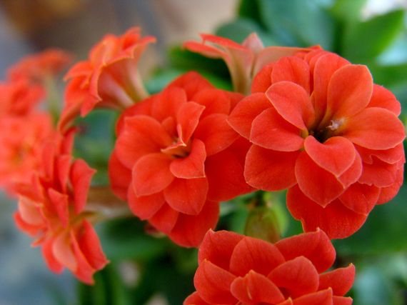 FlatIcon.com: Pick Icons without Limits