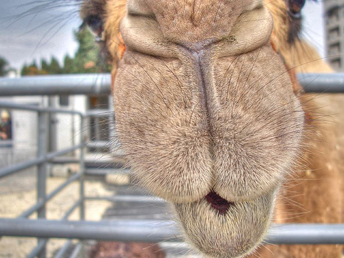 30+ Stunning HDR photos of animals