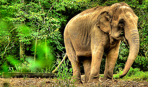 HDR photos of animals 12