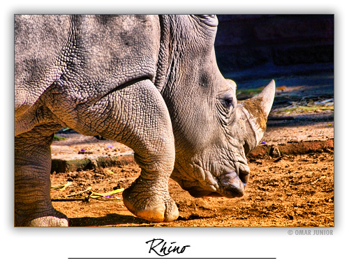 HDR photos of animals 21