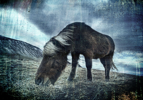 HDR photos of animals 6