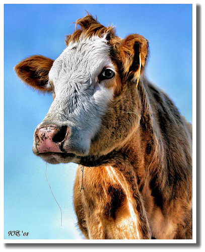 HDR photos of animals 23