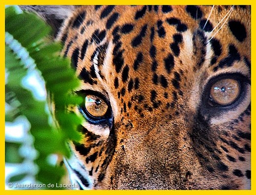 HDR photos of animals2