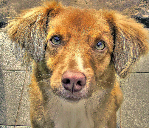 HDR photos of animals 8