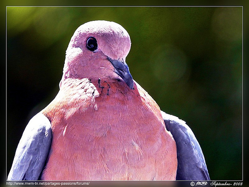 HDR photos of animals 10