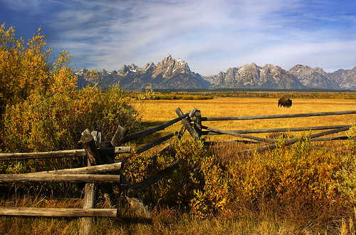 HDR photos of animals 19