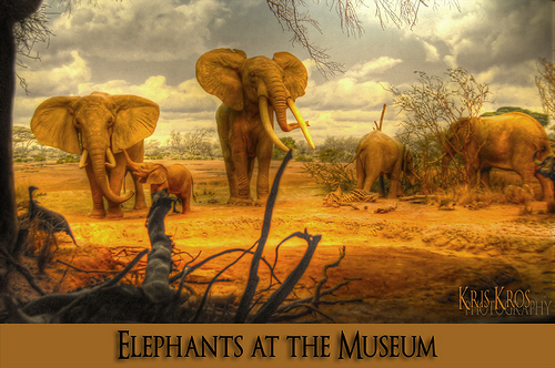 HDR photos of animals 28