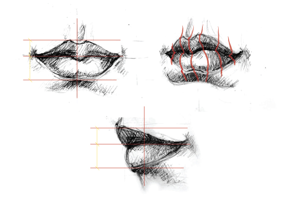 3 Lip Vector Drawing Proportions - 3