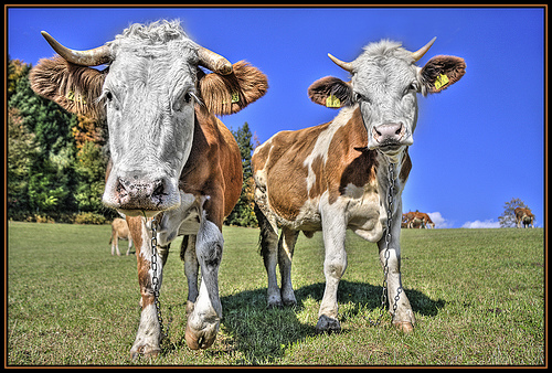 HDR photos of animals1