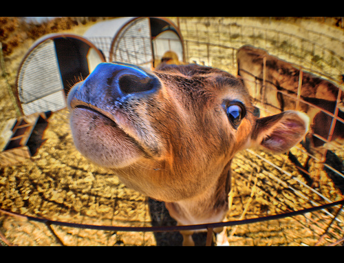 HDR photos of animals 11