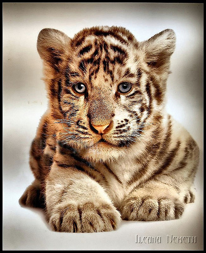 HDR photos of animals 14