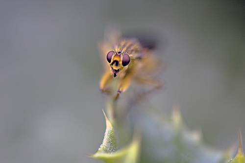 HDR photos of animals 5