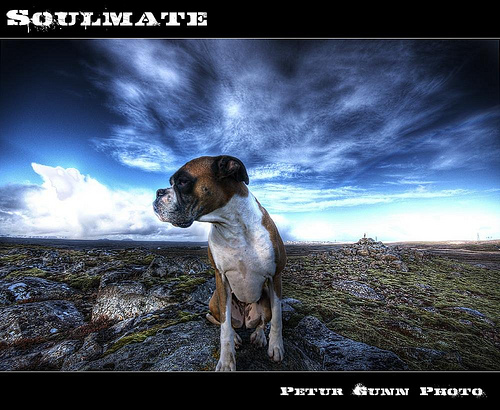 HDR photos of animals 25