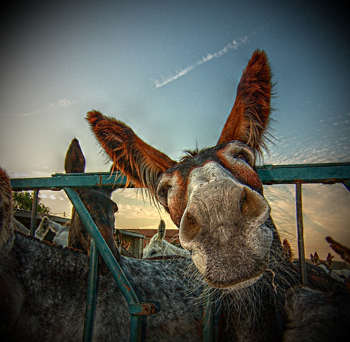 HDR photos of animals3