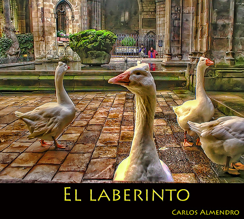 HDR photos of animals 7