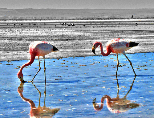 HDR photos of animals 27