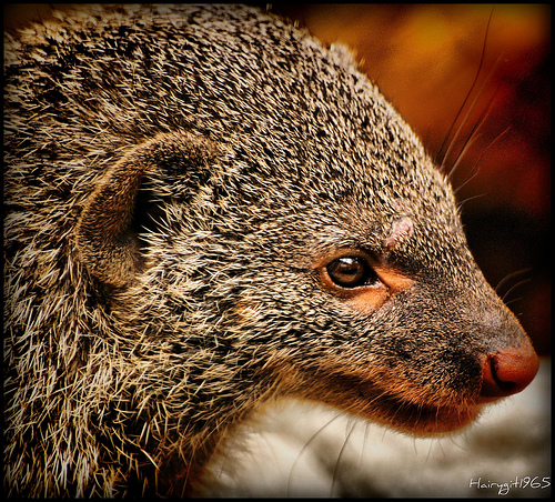 HDR photos of animals 9