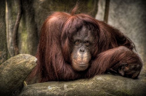 HDR photos of animals 24