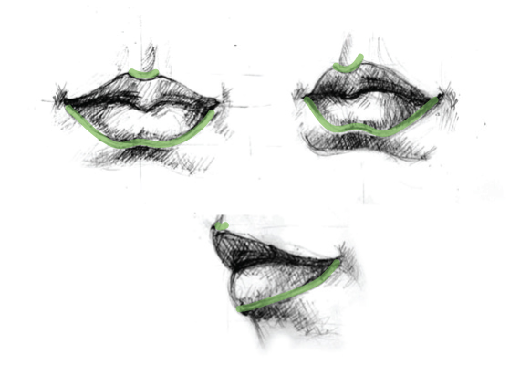 5 Lip Vector Drawing Basics - 5