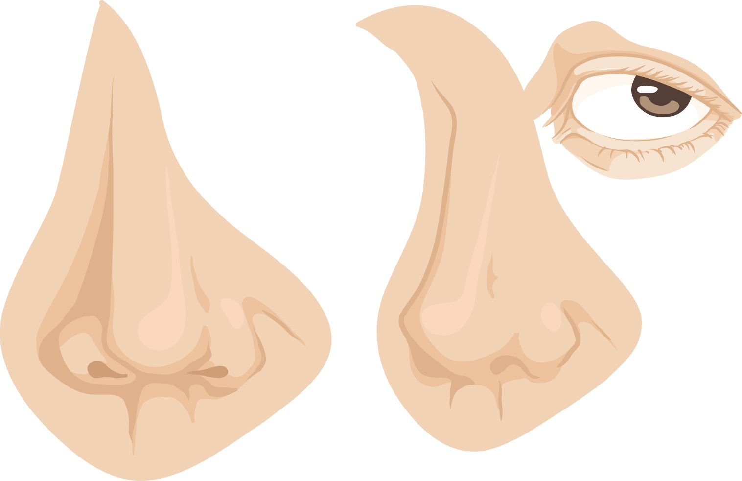 Drawing vector portraits Part 3: The Nose