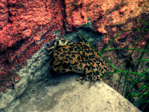 Croak_HDR_by_polishdude20