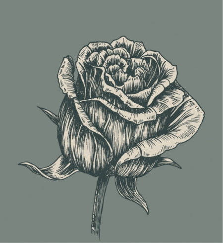 2239-vintage rose illustration