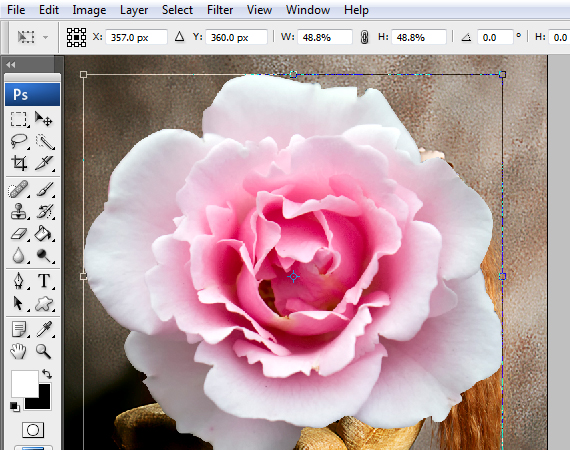 a Magnificent Rose Concept Design 23.1