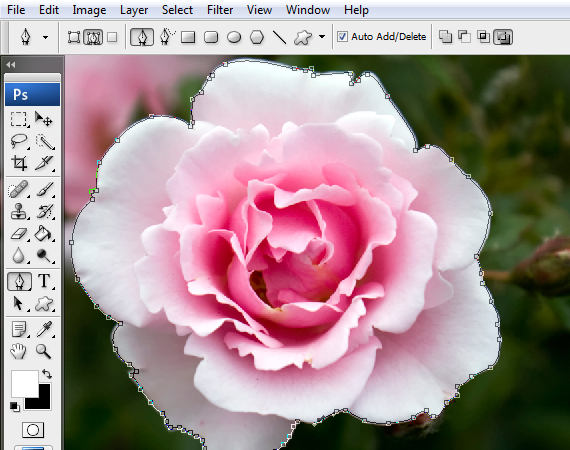 a Magnificent Rose Concept Design 23