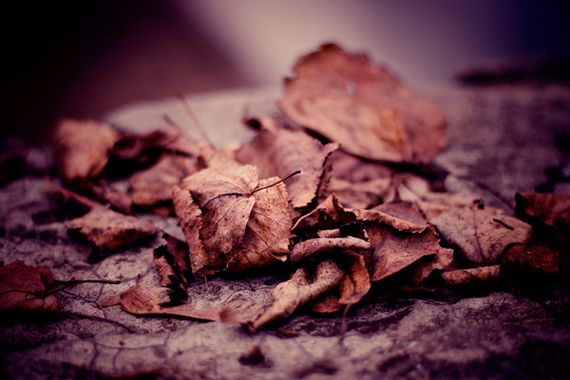 Autumn-Colours-Part-II