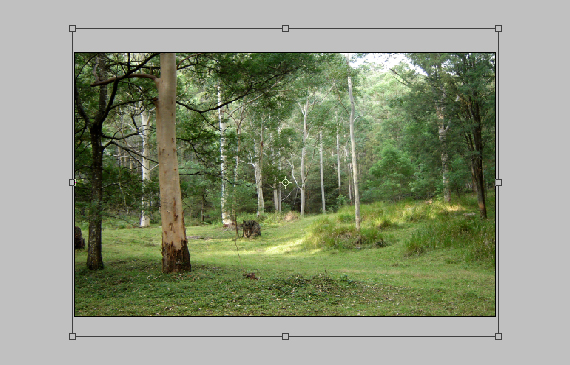 3-designious-mad-chihuahua-tutorial