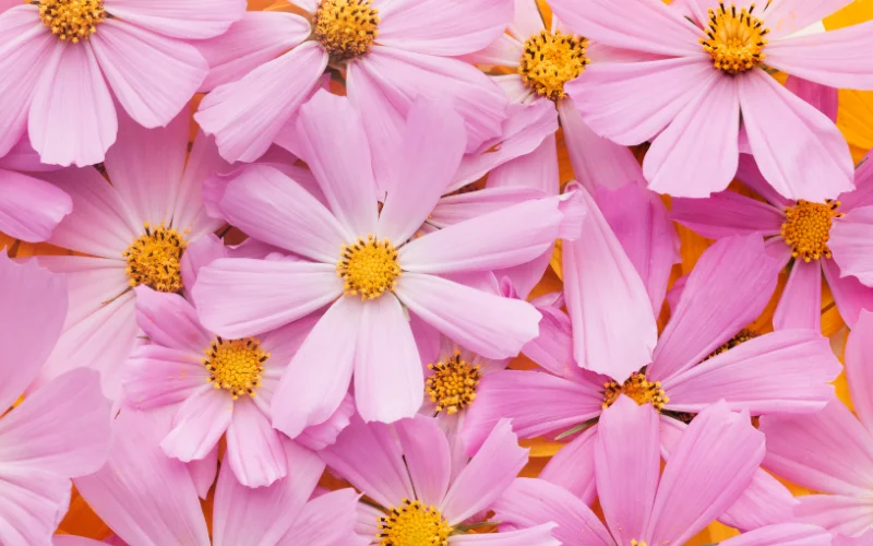 10 Incredibly Beautiful Spring Wallpapers