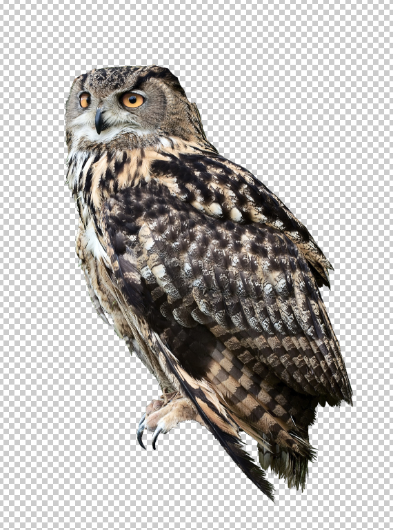3.1-pixel-77-owl-poster-tutorial How To Create a Movie Poster in Photoshop - 3.1