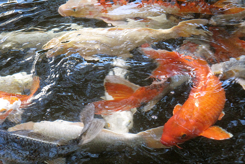 koi fish
