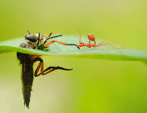 Insect-macro-photography-11