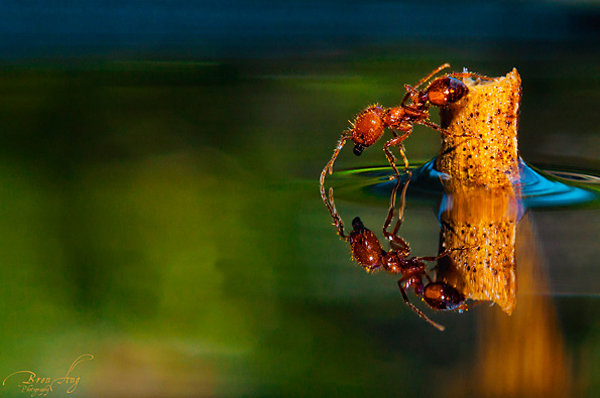 Insect-macro-photography-12