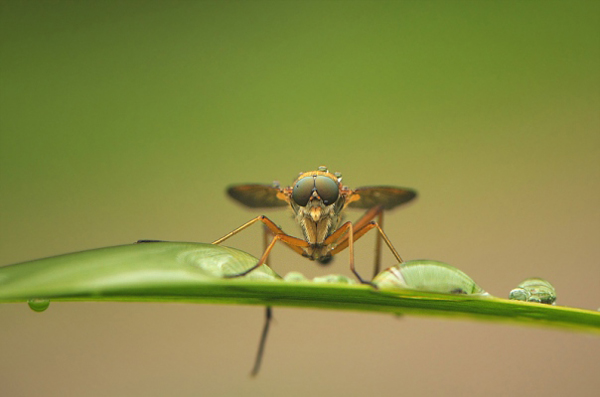 Insect-macro-photography-17