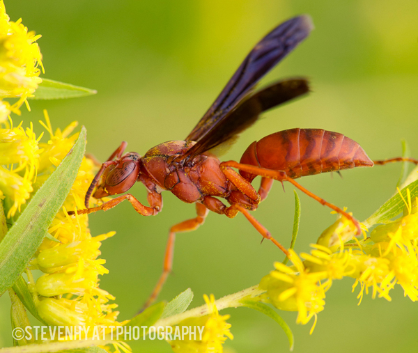 Insect-macro-photography-118