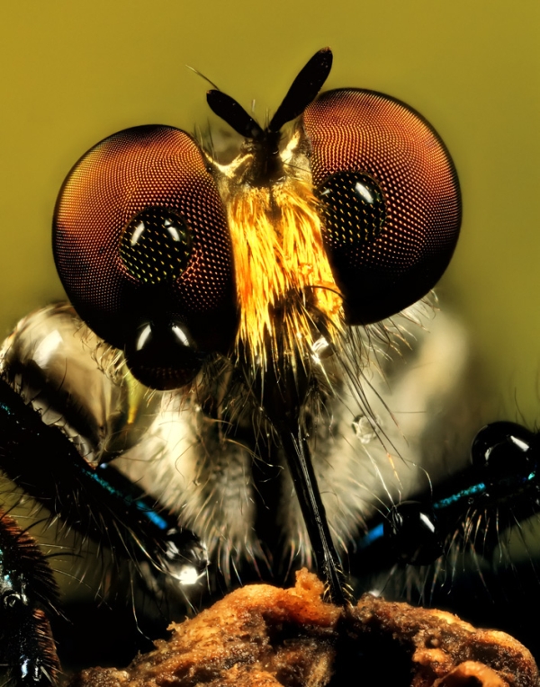 Insect-macro-photography-2