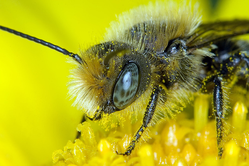 Insect-macro-photography-21