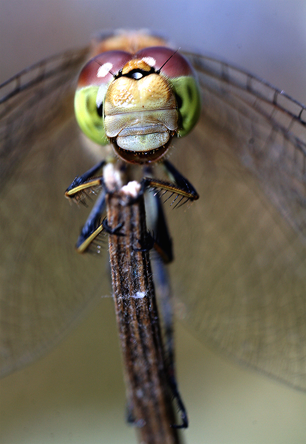 Insect-macro-photography-22