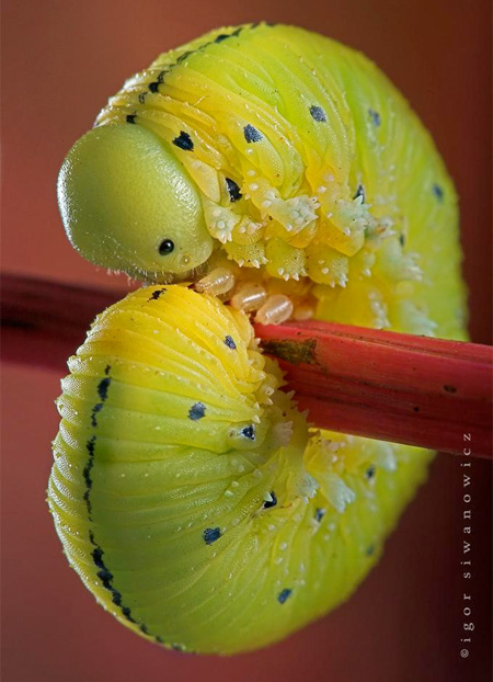 Insect-macro-photography-23