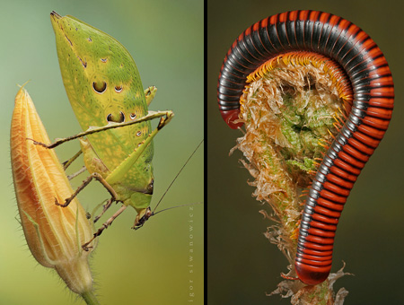 Insect-macro-photography-24