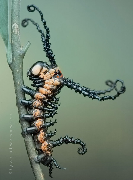 Insect-macro-photography-29