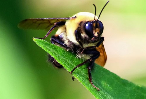 Insect-macro-photography-30