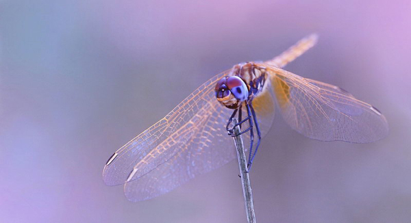 Insect-macro-photography-32