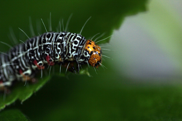 Insect-macro-photography-34